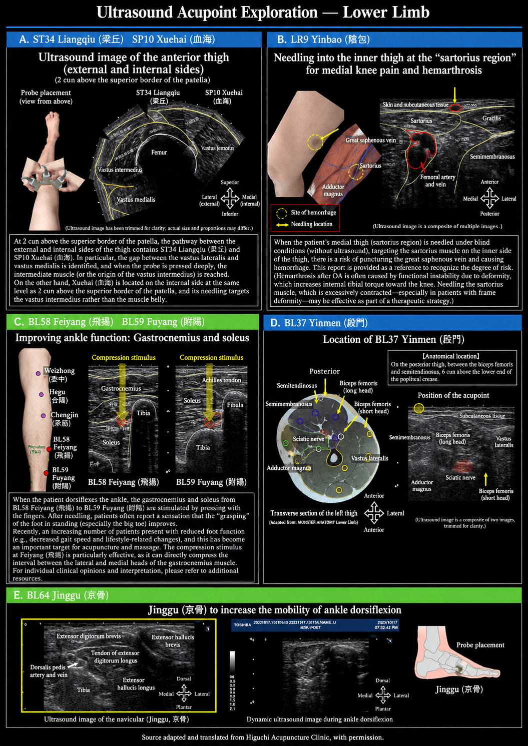 Visual concept preview illustrating the planned Lower Limb ultrasound acupoint anatomy section — an AI-generated mockup, not final educational content.