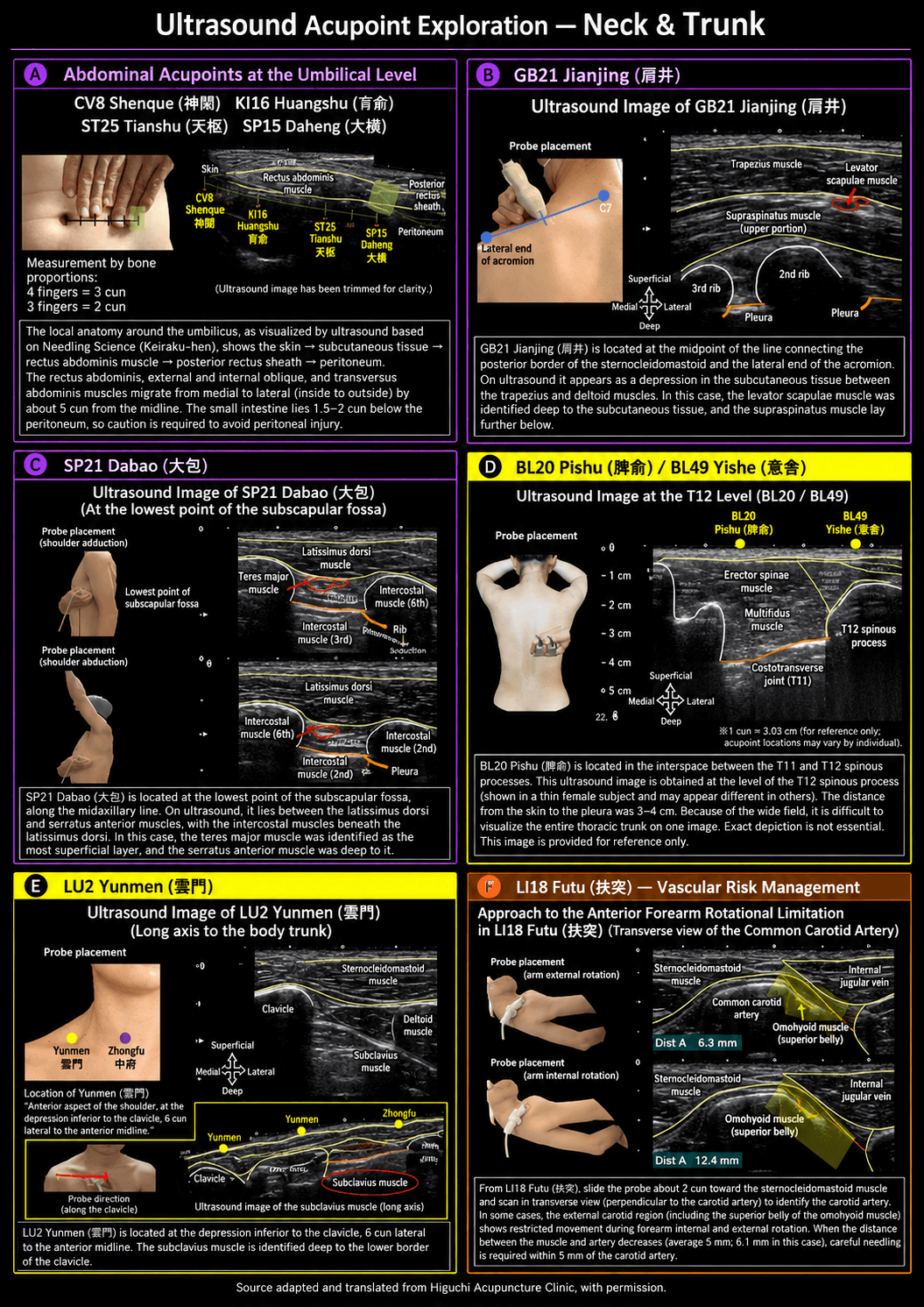 Visual concept preview illustrating the planned Neck & Trunk ultrasound acupoint anatomy section — an AI-generated mockup, not final educational content.